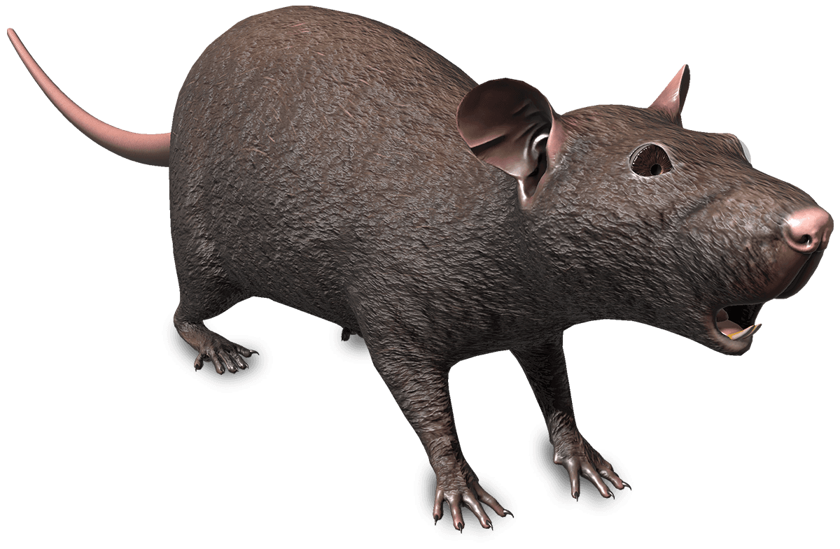 Objet de collection Rat