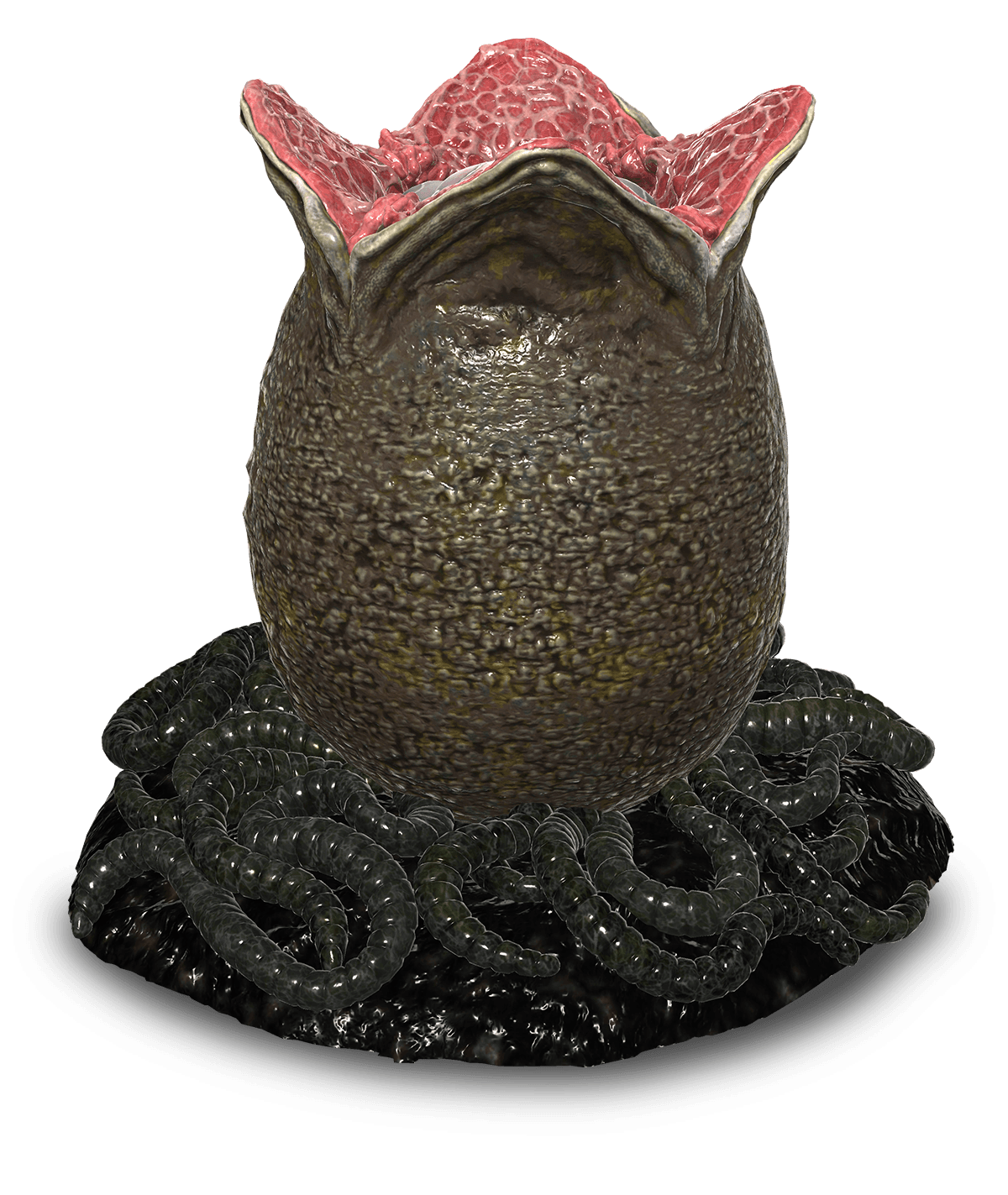 Ovomorph image 1