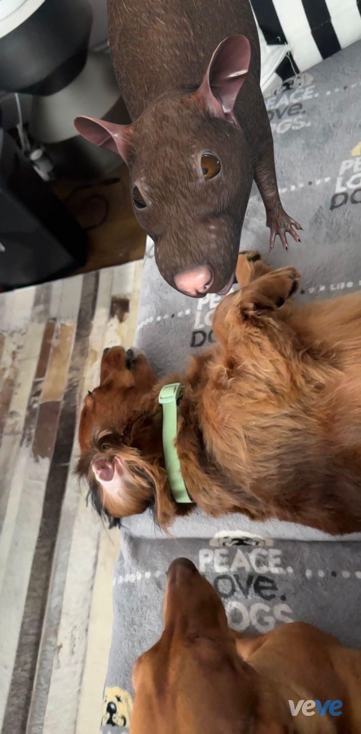 AR post preview by AriPotter